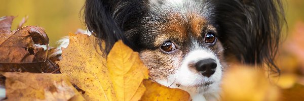 Liście, Spaniel kontynentalny miniaturowy Papillon, Pies