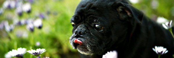 Czarny, Mops, Pies, Kwiaty, Łąka