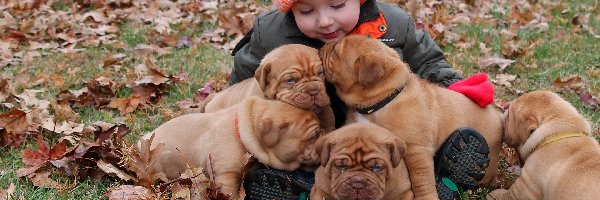 Pieski, Dog de Bordeaux, Szczeniaki, Dziecko