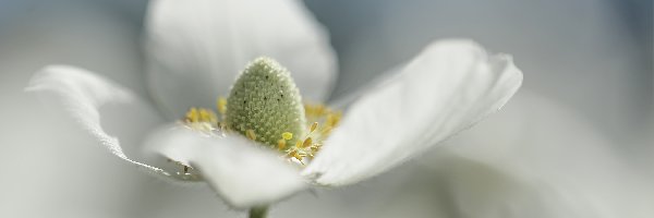 Zawilec wielkokwiatowy, Biały, Leśny, Makro, Kwiat