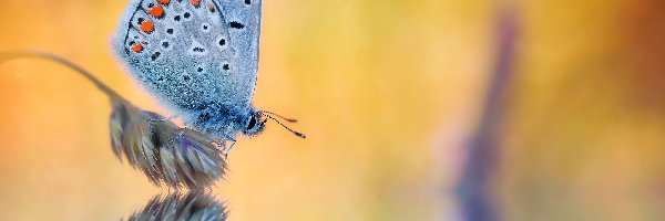 Roślina, Modraszek ikar, Motyl