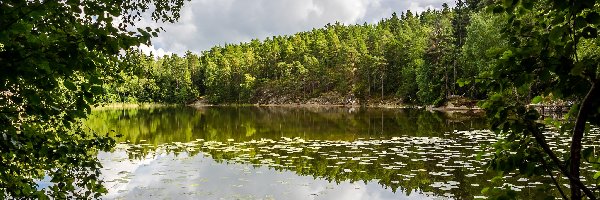 Jezioro, Liście, Las, Drzewa, Chmury