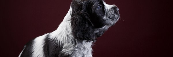 Springer spaniel angielski, Szczeniak