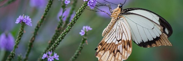 Kwiatki, Fioletowe, Motyl