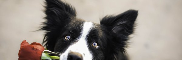 Mordka, Prezent, Róża, Border collie