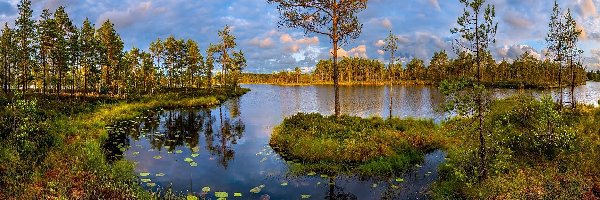 Trawy, Roślinność, Drzewa, Jezioro