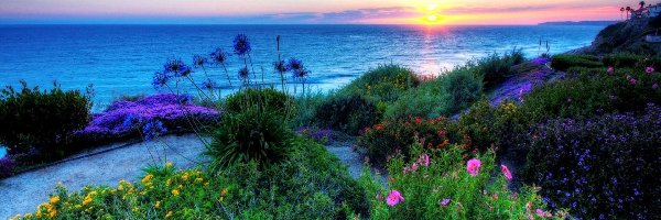 Zachód Słońca, Roślinność, Kwiaty, Morze