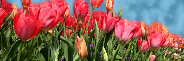 Tulipany, Odbicie, Woda, Czerwone