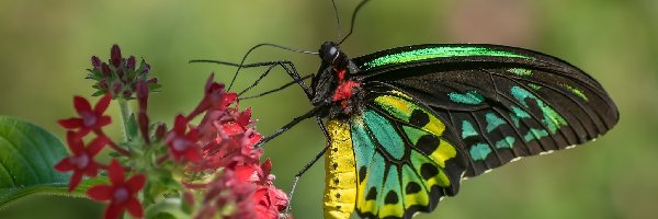 Kwiat, Motyl, Cairns Birdwing, Czerwony, Australijski, Kolorowy