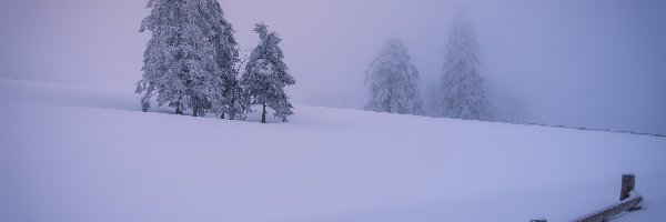 Zima, Drzewa, Ośnieżone, Ogrodzenie, Mgła