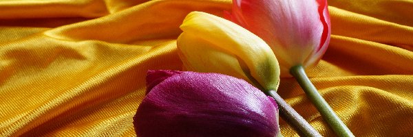 Tulipany, Materiał, Żółty, Trzy