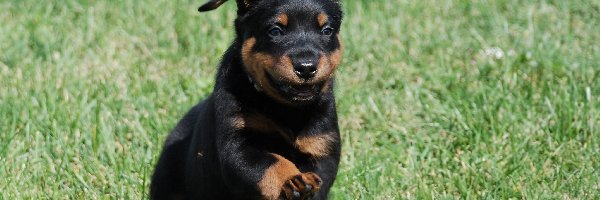 Owczarek francuski Beauceron, Biegnący