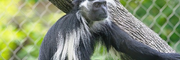 Konar, Colobus, Małpa