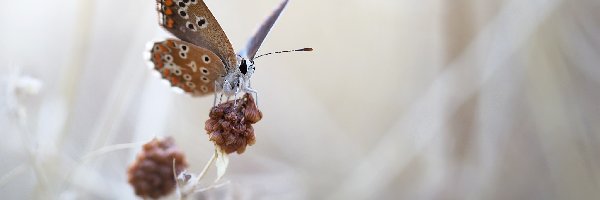 Rozmyte, Roślina, Macro, Tło, Modraszek ikar, Motyl