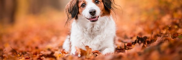 Pies, Kooikerhondje, Płochacz holenderski, Liście, Mordka