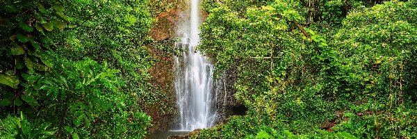 Drzewa, Wyspa Maui, Hawaje, Roślinność, Park Narodowy Haleakala, Wodospad Waimoku Falls