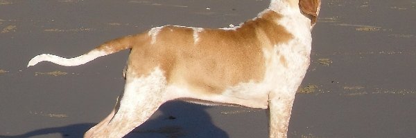 Bracco italiano, Wyżła włoskiego krótkowłosego, profil