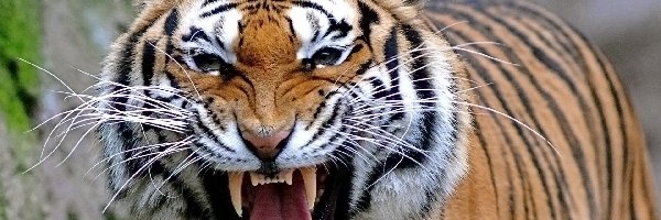 Bengalski, Tygrys, Groźny