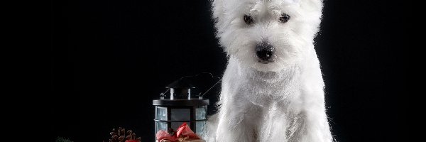 West Highland white terrier, Mikołaja, Czapeczka, Pies
