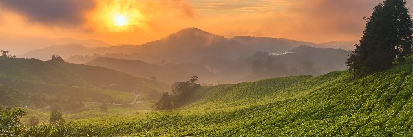 Drzewa, Wschód słońca, Chmury, Plantacja herbaty, Cameron Highlands, Wzgórza, Mgła, Malezja, Stan Pahang