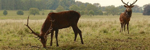 Łąka, Jelenie