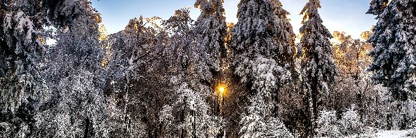 Zima, Słońce, Las, Drzewa, Ośnieżone