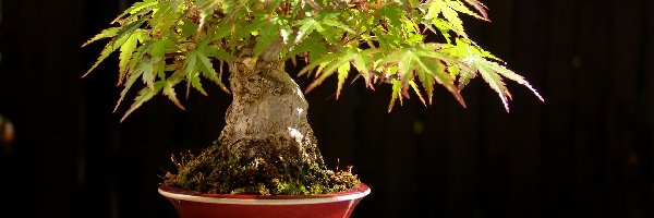 Bonsai, Drzewko