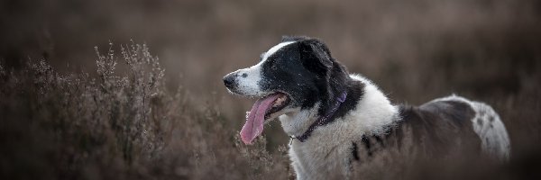 Łąka, Mordka, Jęzor, Rośliny, Border collie, Pies