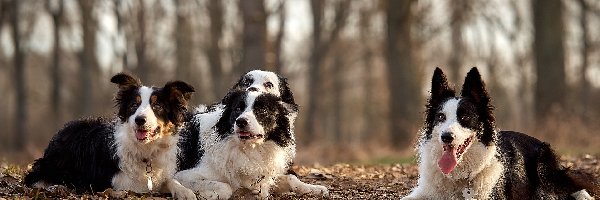 Cztery, Drzewa, Border collie, Psy