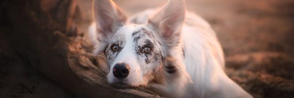 Border collie, Leżący