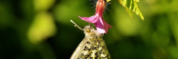 Makro, Motyl, Kwiatek