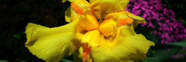 Kwiat, Żółty, Irys, Przyroda