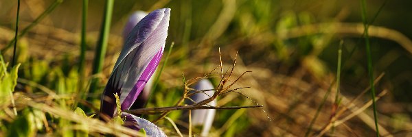 Trawa, Pąk, Krokus