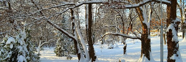 Zima, Park, Śnieg, Drzewa, Ośnieżone