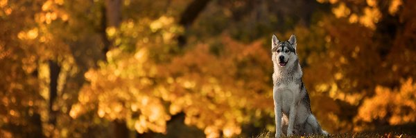 Siberian husky, Park, Polana, Pies