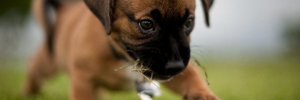 Bullmastiff, Trawa, Szczeniaczek