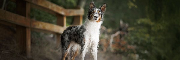 Border collie, Płot, Droga, Pies