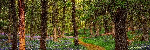 Las, Ścieżka, Drzewa, Kwiaty, Wiosna