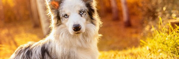 Border collie, Trawa, Las, Pies