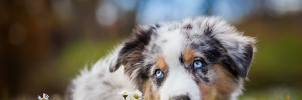 Owczarek australijski-australian shepherd