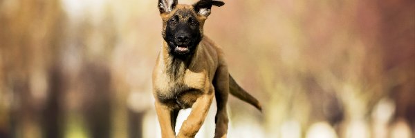 Owczarek belgijski Malinois, Bieg, Szczeniak, Pies