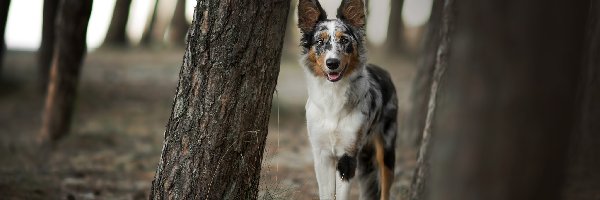 Drzewa, Border collie, Pies