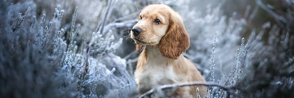 Rośliny, Szczeniak, Mordka, Gałązki, Cocker spaniel angielski, Pies