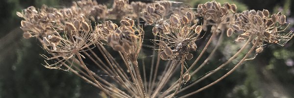 Roślina, Zielono-brązowa