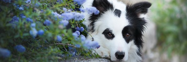 Leżący, Mordka, Border collie, Krawężnik, Kwiaty