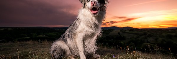 Border collie, Trawa, Zachód słońca, Pies