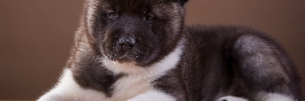 Szczeniak, Akita, Pies