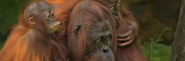 Orangutan, Małpy