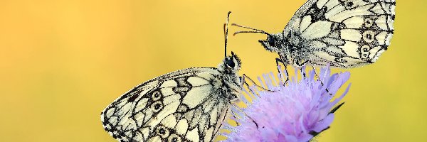 Dwa, Polowiec szachownica, Motyle, Łodyga, Kwiat