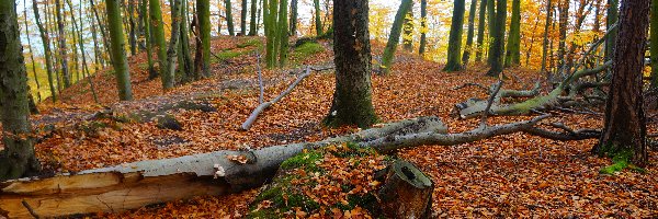 Leżący, Powalone, Drzewo, Pień, Jesień, Las